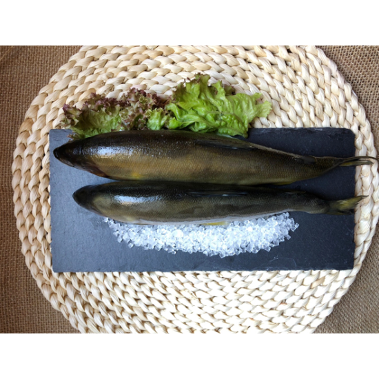 香魚-有卵/無卵