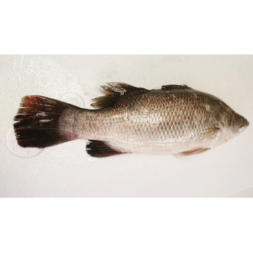 金目鱸-可指定不切、蝴蝶切、切塊